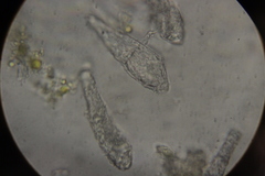 Phyllactinia fraxini