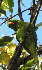 Trichoglossus chlorolepidotus