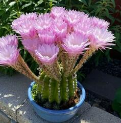 Echinopsis