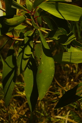 Melaleuca viridiflora