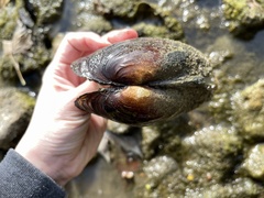 Ortmanniana ligamentina