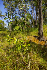 Melaleuca viridiflora