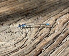 Argia alberta