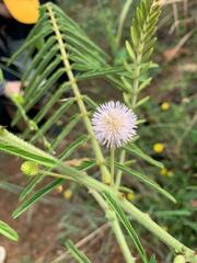 Mimosa pigra