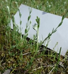 Pimelea curviflora