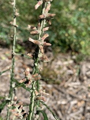 Pterocaulon virgatum