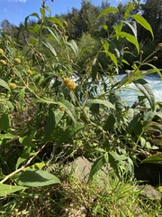 Buddleja globosa