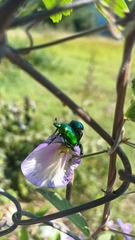 Calomacraspis splendens