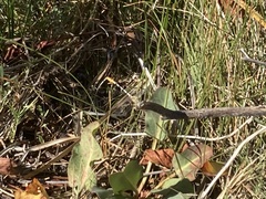 Erpetogomphus compositus