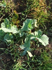 Brassica napus