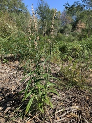 Pterocaulon virgatum