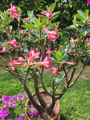Adenium