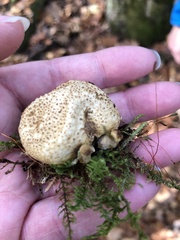 Pseudoboletus parasiticus