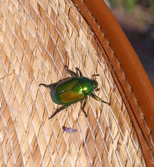 Calomacraspis splendens