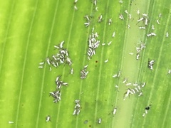 Rhopalosiphina