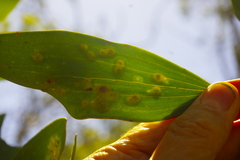 Melaleuca viridiflora