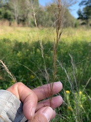 Aristida purpurea