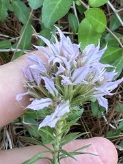 Liatris hesperelegans