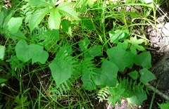 Menispermum dauricum