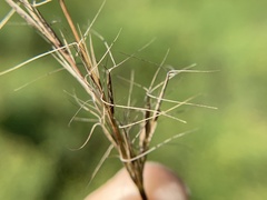 Aristida purpurea