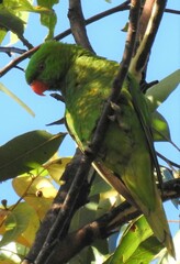 Trichoglossus chlorolepidotus