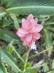 Alpinia