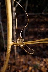 Smilax herbacea