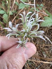 Liatris hesperelegans