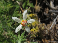 Blumenbachia insignis