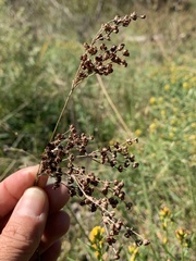 Juncus marginatus