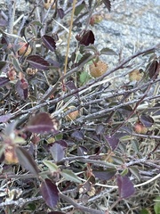 Ayenia compacta
