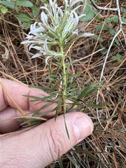 Liatris hesperelegans