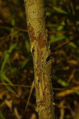 Melaleuca viridiflora