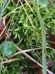 Eurhynchium angustirete