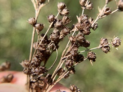 Juncus marginatus