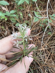 Liatris hesperelegans
