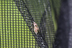 Horistus orientalis