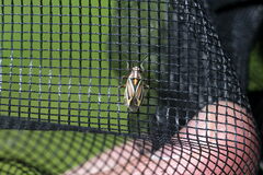 Horistus orientalis