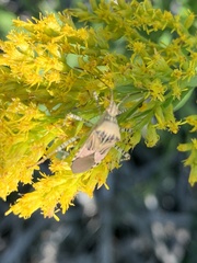 Hypselonotus punctiventris