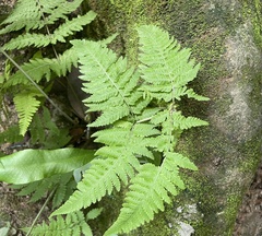 Macrothelypteris