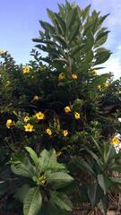 Allamanda cathartica