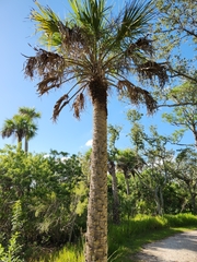 Arecaceae