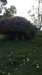 Bougainvillea glabra