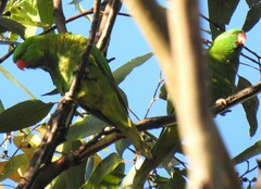 Trichoglossus chlorolepidotus