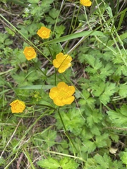Ranunculus repens