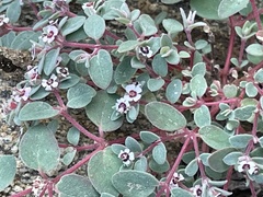 Euphorbia melanadenia