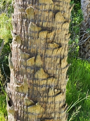 Arecaceae