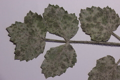 Erysiphe heraclei