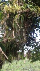 Rhipsalis baccifera