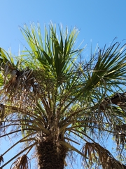 Arecaceae